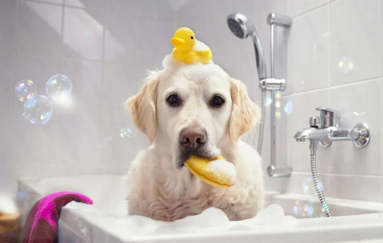 Dctr.Go Шампунь-бальзам для животных Sнampoo Therapy "Мультиуход" 1000 ml в Уфе